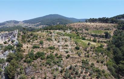 İzmir Kavacık 23.196,68 m2 Bağ ve Zeytinlik Olan Satılık Arsa