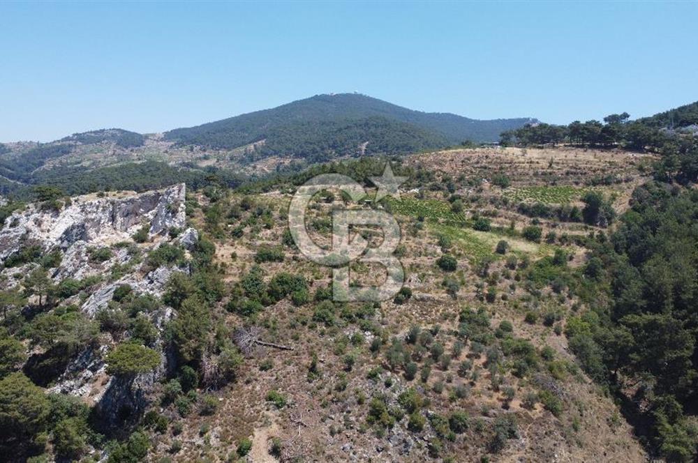 İzmir Kavacık 23.196,68 m2 Bağ ve Zeytinlik Olan Satılık Arsa