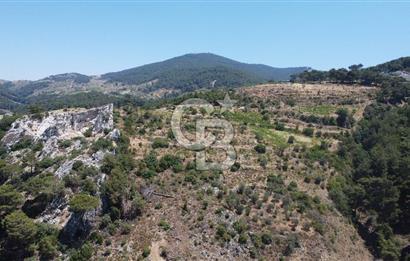 İzmir Kavacık 23.196,68 m2 Bağ ve Zeytinlik Olan Satılık Arsa