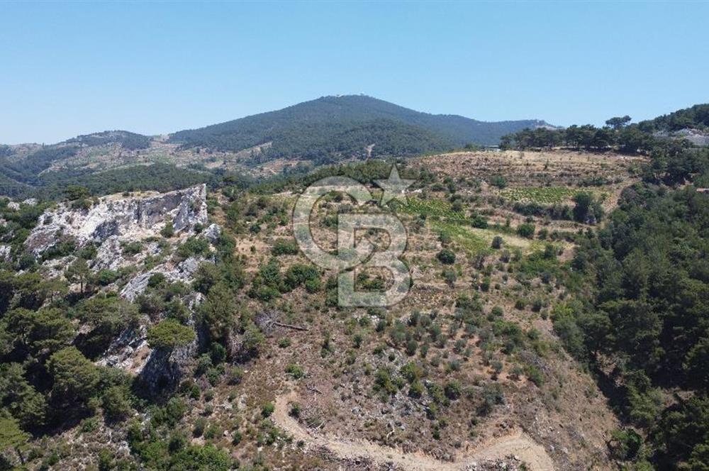 İzmir Kavacık 23.196,68 m2 Bağ ve Zeytinlik Olan Satılık Arsa