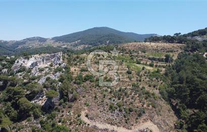 İzmir Kavacık 23.196,68 m2 Bağ ve Zeytinlik Olan Satılık Arsa