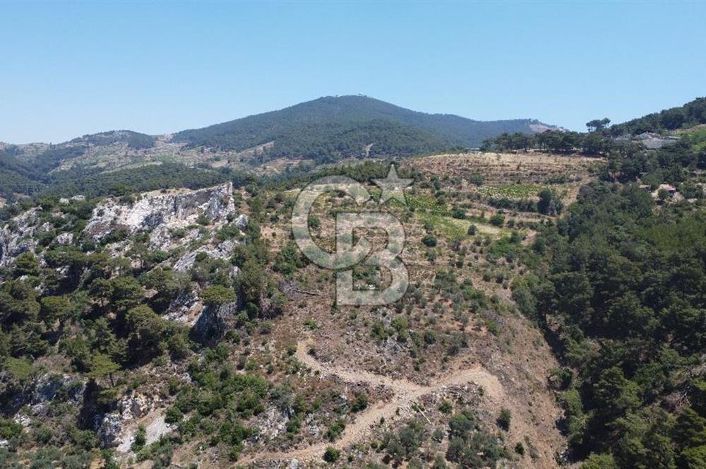 İzmir Kavacık 23.196,68 m2 Bağ ve Zeytinlik Olan Satılık Arsa