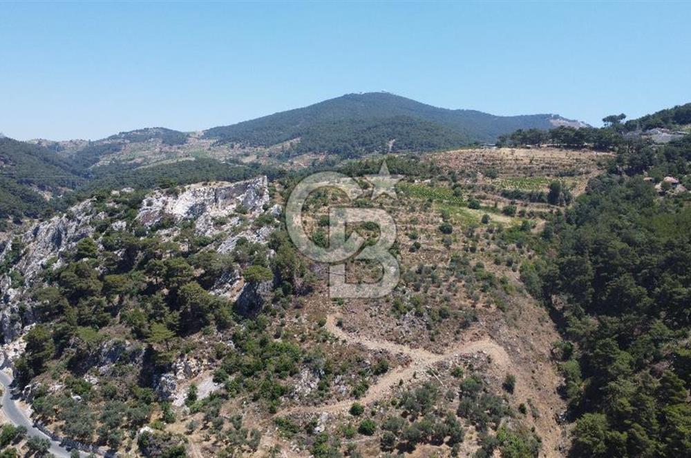 İzmir Kavacık 23.196,68 m2 Bağ ve Zeytinlik Olan Satılık Arsa