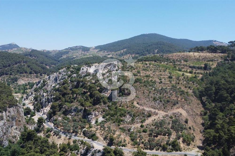 İzmir Kavacık 23.196,68 m2 Bağ ve Zeytinlik Olan Satılık Arsa