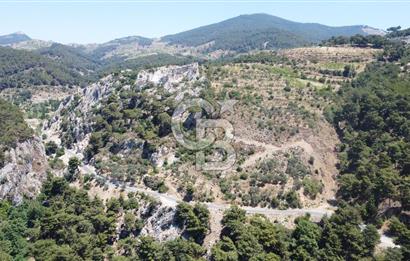 İzmir Kavacık 23.196,68 m2 Bağ ve Zeytinlik Olan Satılık Arsa