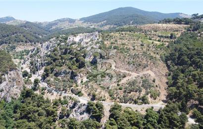 İzmir Kavacık 23.196,68 m2 Bağ ve Zeytinlik Olan Satılık Arsa