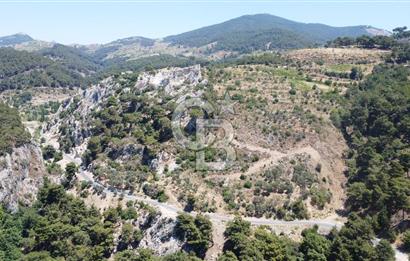 İzmir Kavacık 23.196,68 m2 Bağ ve Zeytinlik Olan Satılık Arsa