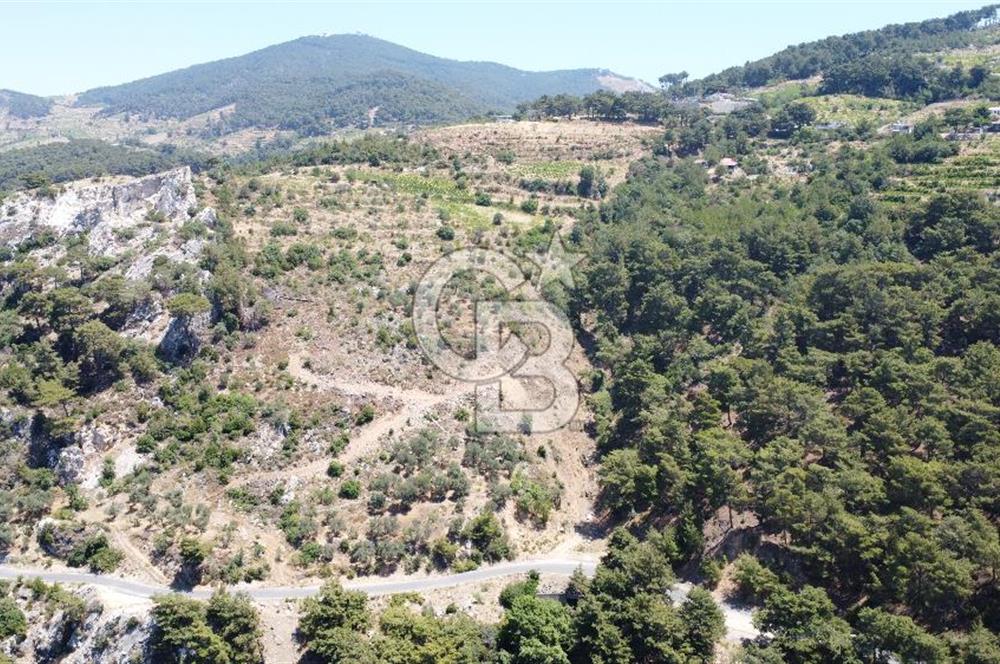 İzmir Kavacık 23.196,68 m2 Bağ ve Zeytinlik Olan Satılık Arsa