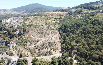 İzmir Kavacık 23.196,68 m2 Bağ ve Zeytinlik Olan Satılık Arsa