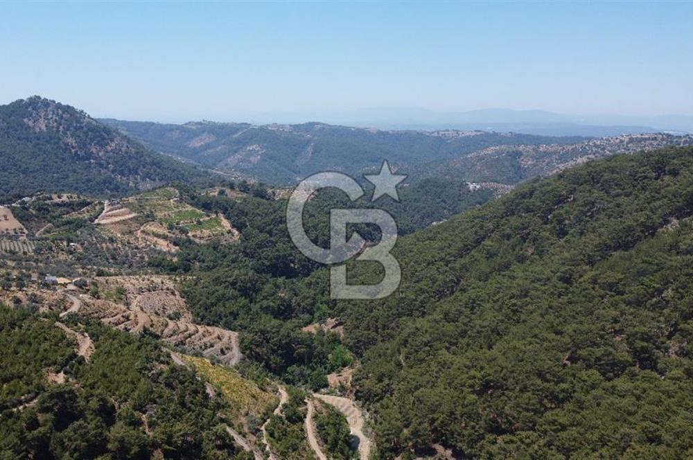 İzmir Kavacık 23.196,68 m2 Bağ ve Zeytinlik Olan Satılık Arsa