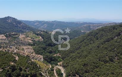 İzmir Kavacık 23.196,68 m2 Bağ ve Zeytinlik Olan Satılık Arsa