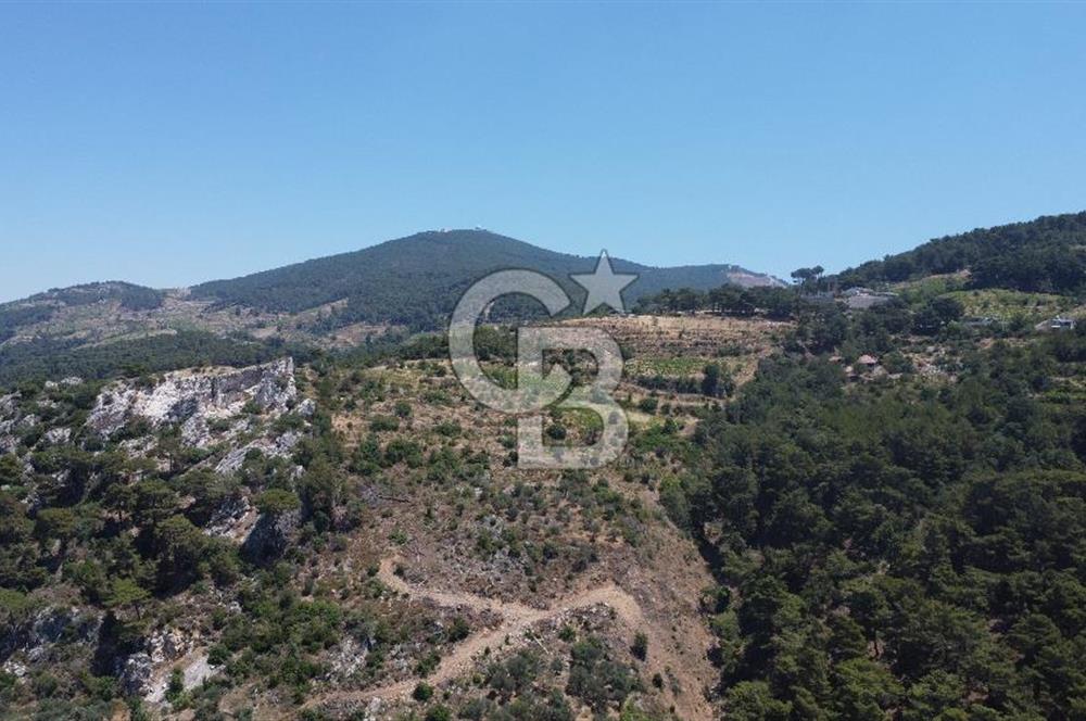 İzmir Kavacık 23.196,68 m2 Bağ ve Zeytinlik Olan Satılık Arsa