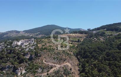 İzmir Kavacık 23.196,68 m2 Bağ ve Zeytinlik Olan Satılık Arsa