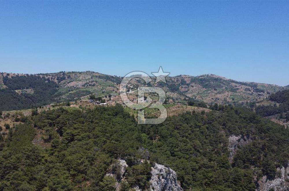 İzmir Kavacık 23.196,68 m2 Bağ ve Zeytinlik Olan Satılık Arsa