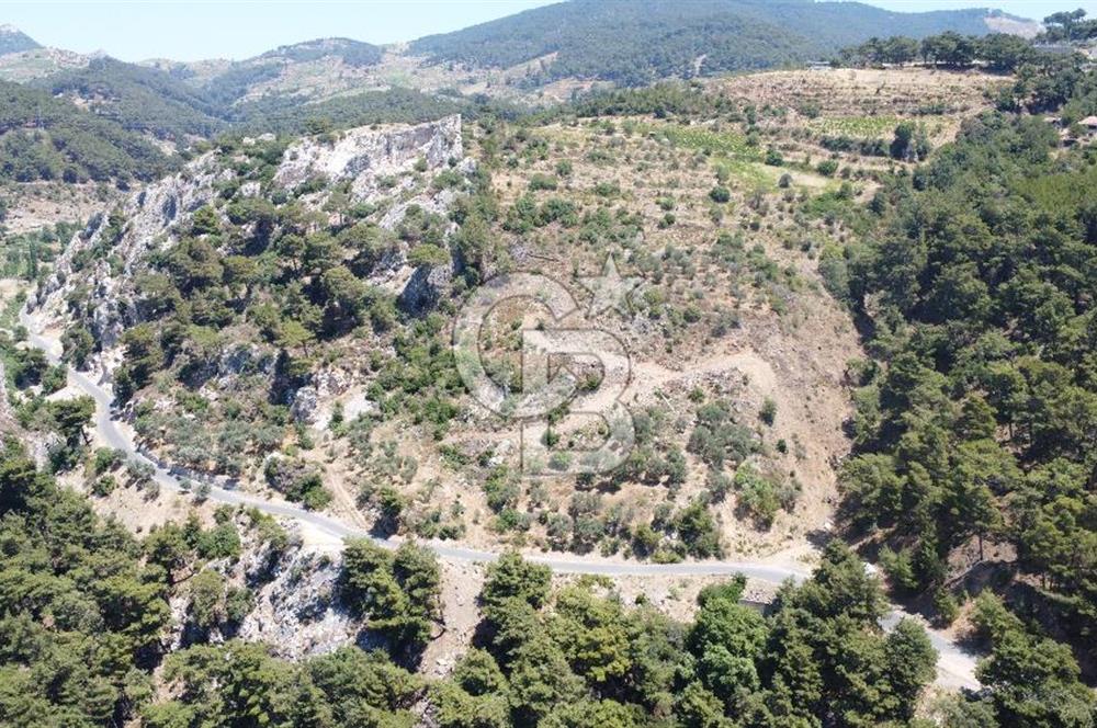 İzmir Kavacık 23.196,68 m2 Bağ ve Zeytinlik Olan Satılık Arsa