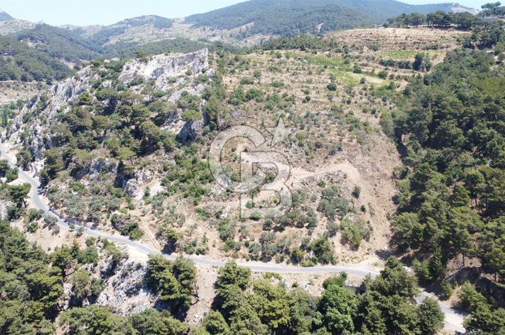 İzmir Kavacık 23.196,68 m2 Bağ ve Zeytinlik Olan Satılık Arsa