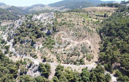 İzmir Kavacık 23.196,68 m2 Bağ ve Zeytinlik Olan Satılık Arsa
