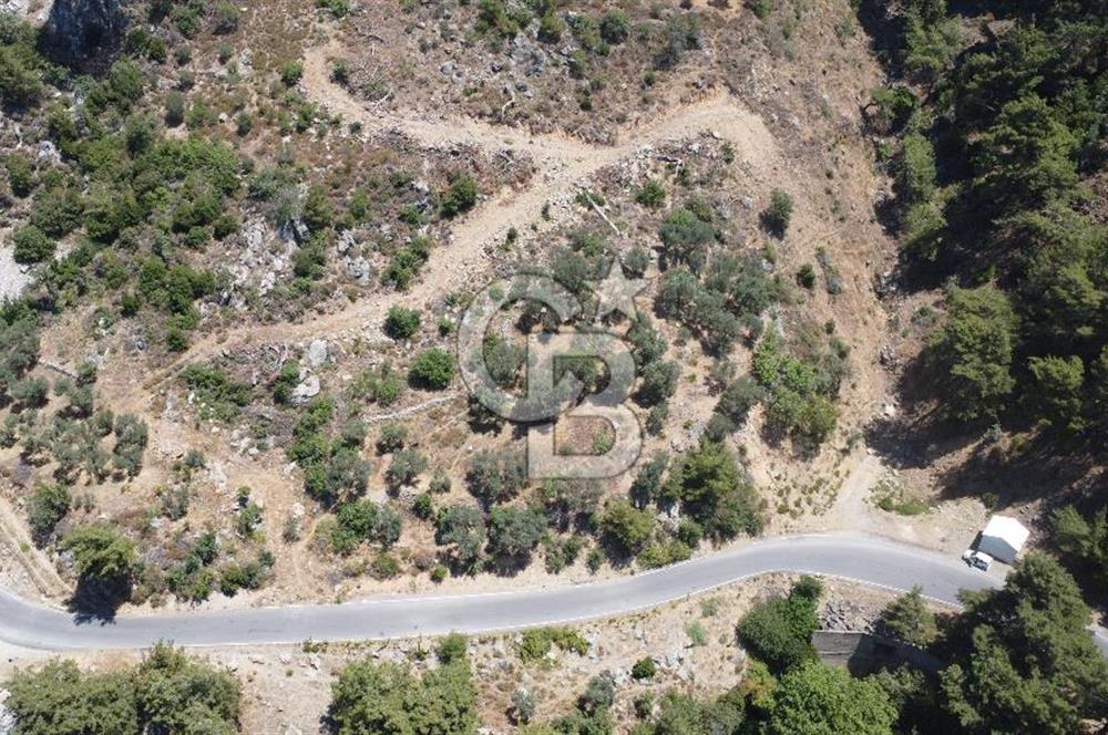 İzmir Kavacık 23.196,68 m2 Bağ ve Zeytinlik Olan Satılık Arsa