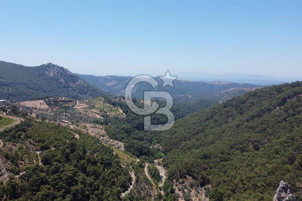 İzmir Kavacık 23.196,68 m2 Bağ ve Zeytinlik Olan Satılık Arsa