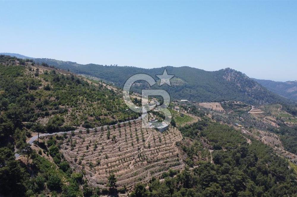 İzmir Kavacık 23.196,68 m2 Bağ ve Zeytinlik Olan Satılık Arsa