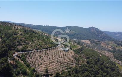 İzmir Kavacık 23.196,68 m2 Bağ ve Zeytinlik Olan Satılık Arsa