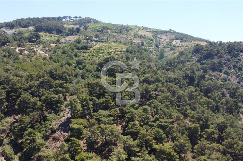İzmir Kavacık 23.196,68 m2 Bağ ve Zeytinlik Olan Satılık Arsa