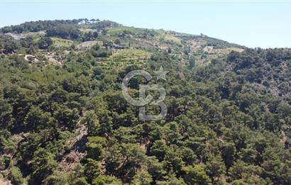 İzmir Kavacık 23.196,68 m2 Bağ ve Zeytinlik Olan Satılık Arsa