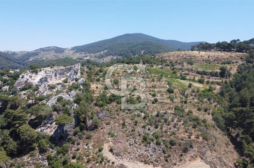 İzmir Kavacık 23.196,68 m2 Bağ ve Zeytinlik Olan Satılık Arsa