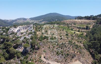 İzmir Kavacık 23.196,68 m2 Bağ ve Zeytinlik Olan Satılık Arsa