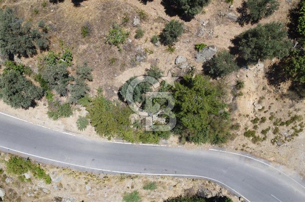İzmir Kavacık 23.196,68 m2 Bağ ve Zeytinlik Olan Satılık Arsa