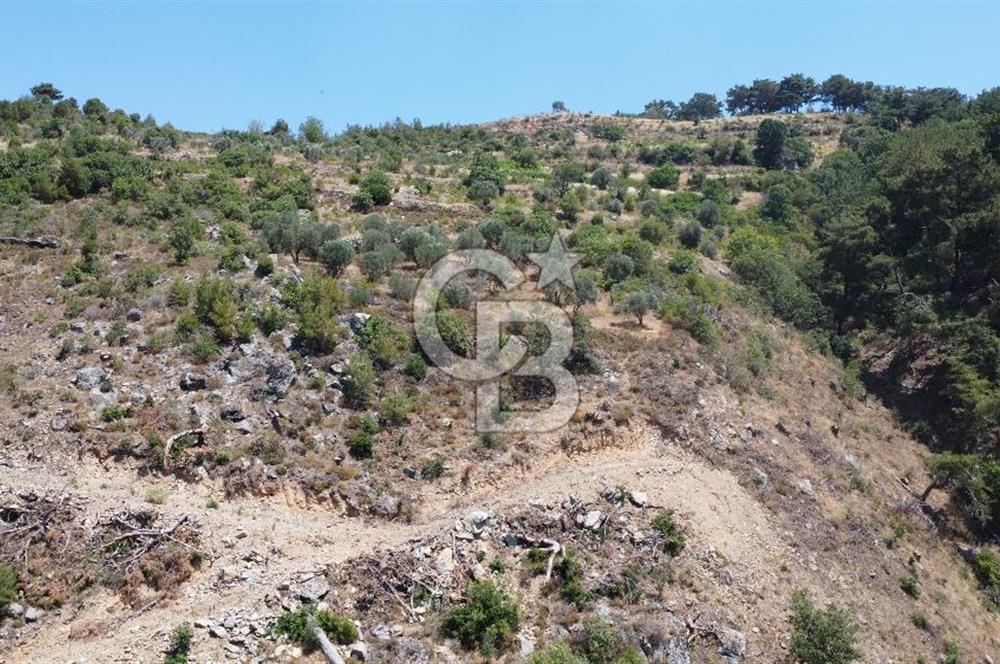 İzmir Kavacık 23.196,68 m2 Bağ ve Zeytinlik Olan Satılık Arsa