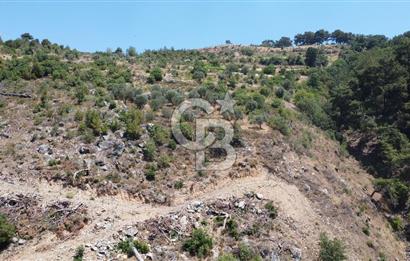 İzmir Kavacık 23.196,68 m2 Bağ ve Zeytinlik Olan Satılık Arsa