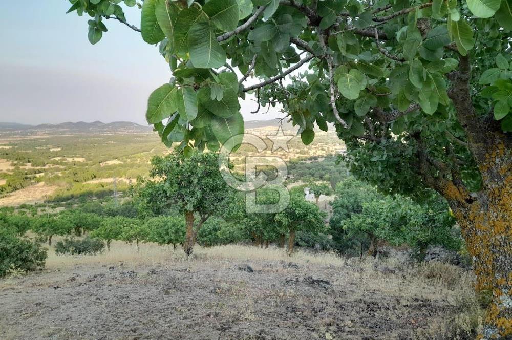 Dazyurt Köyünde Yola Cepheli Fıstıklık
