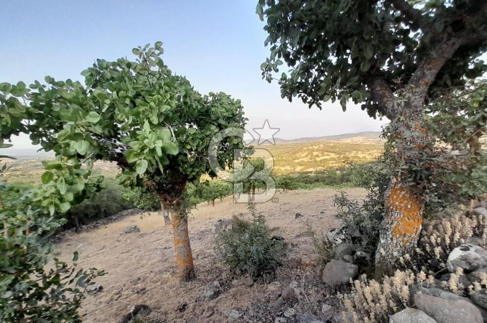 Dazyurt Köyünde Yola Cepheli Fıstıklık