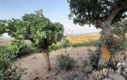 Dazyurt Köyünde Yola Cepheli Fıstıklık