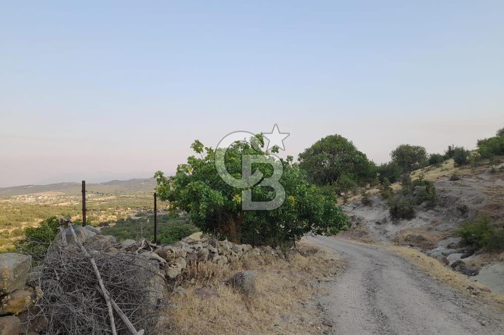 Dazyurt Köyünde Yola Cepheli Fıstıklık