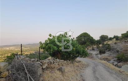 Dazyurt Köyünde Yola Cepheli Fıstıklık