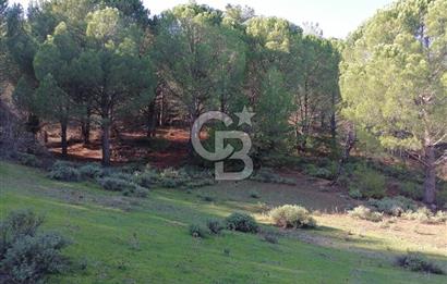 İZMİR BERGAMA İNCECİKLERDE TEK TAPU FIRSAT TARLA 