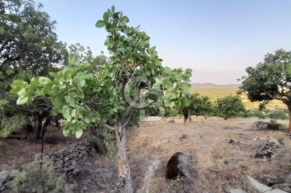 Dazyurt Köyünde Yola Cepheli Fıstıklık