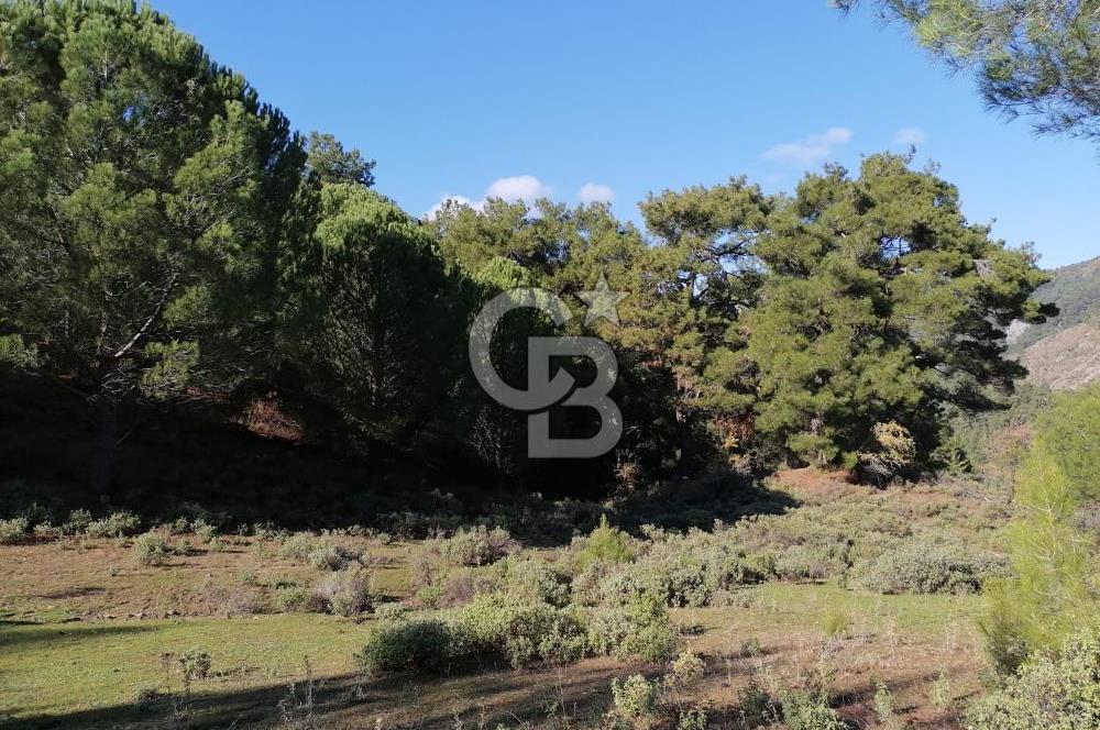 İZMİR BERGAMA İNCECİKLERDE TEK TAPU FIRSAT TARLA 