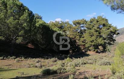 İZMİR BERGAMA İNCECİKLERDE TEK TAPU FIRSAT TARLA 