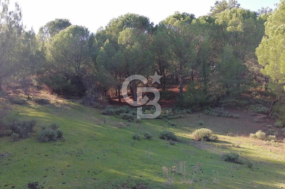 İZMİR BERGAMA İNCECİKLERDE TEK TAPU FIRSAT TARLA 