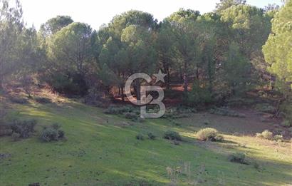 İZMİR BERGAMA İNCECİKLERDE TEK TAPU FIRSAT TARLA 