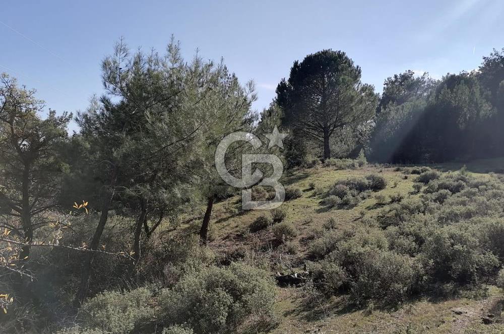 İZMİR BERGAMA İNCECİKLERDE TEK TAPU FIRSAT TARLA 