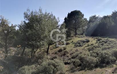 İZMİR BERGAMA İNCECİKLERDE TEK TAPU FIRSAT TARLA 