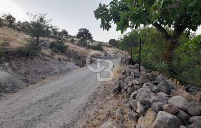 Dazyurt Köyünde Yola Cepheli Fıstıklık
