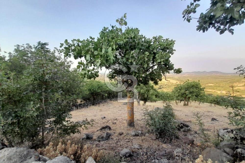 Dazyurt Köyünde Yola Cepheli Fıstıklık