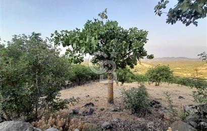 Dazyurt Köyünde Yola Cepheli Fıstıklık