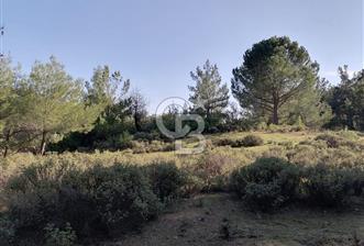 İZMİR BERGAMA İNCECİKLERDE TEK TAPU FIRSAT TARLA 