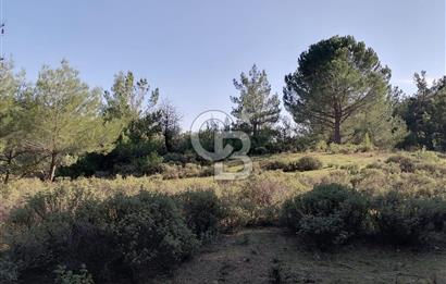 İZMİR BERGAMA İNCECİKLERDE TEK TAPU FIRSAT TARLA 